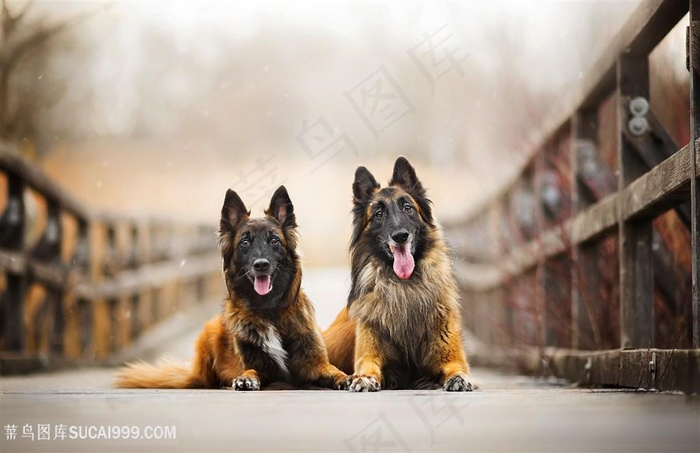 铁桥上狼狗高清摄影图片