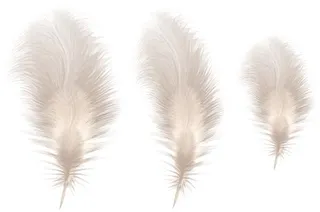 3根羽毛PNG免抠