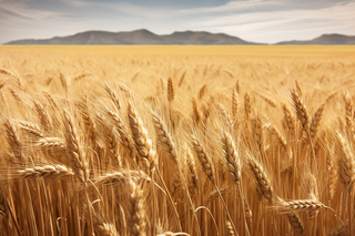秋天麦田里成熟的小麦摄影图