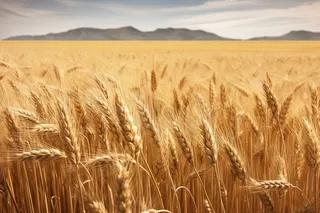 秋天麦田里成熟的小麦摄影图