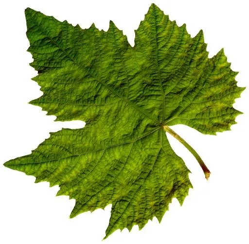 绿叶 PNG免抠(1280x1254)