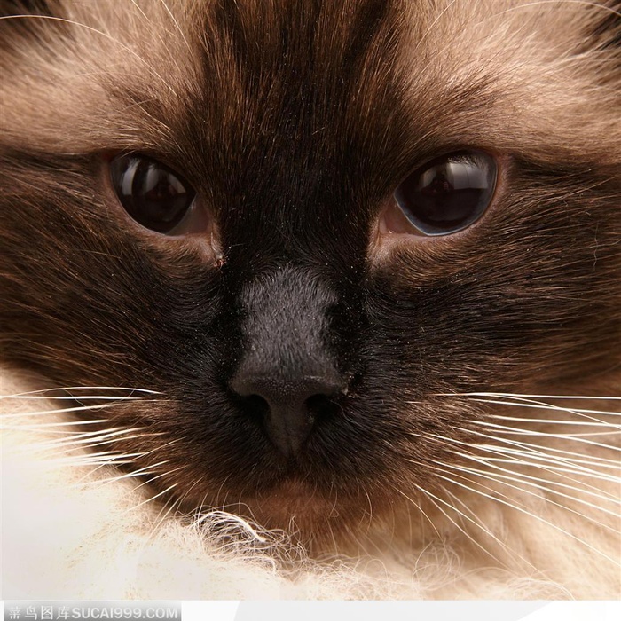 猫脸特写