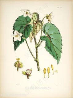 唯美花卉花枝插画