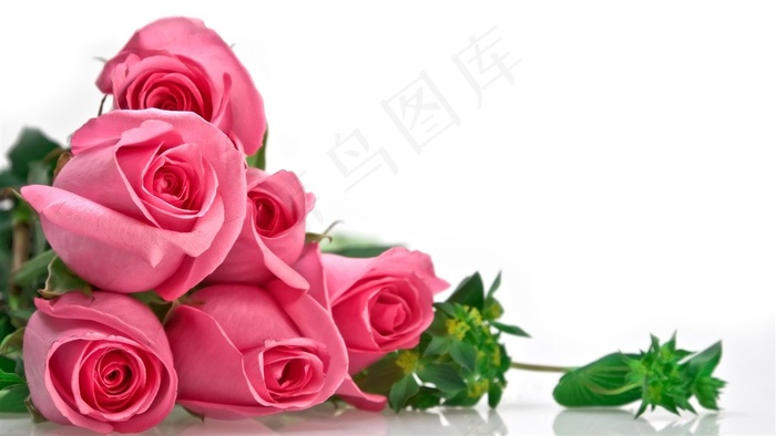 粉色玫瑰图片白色背景