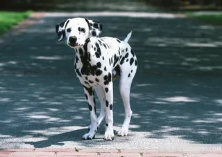 高清树荫下斑点狗狗摄影图片