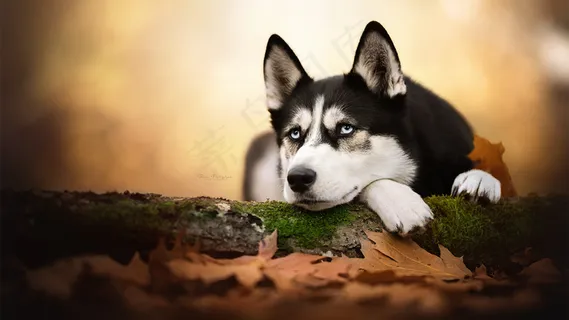 秋天秋日树落叶小狗哈士奇高清背景