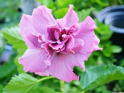 木槿花图片 木槿花图片