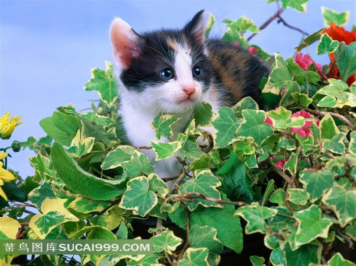 藤子上的小猫摄影素材