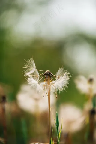 白色绒毛蒲公英图片