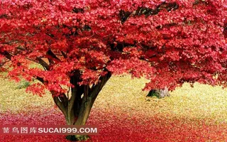 秋天红叶落地红黄相间风景素材图片