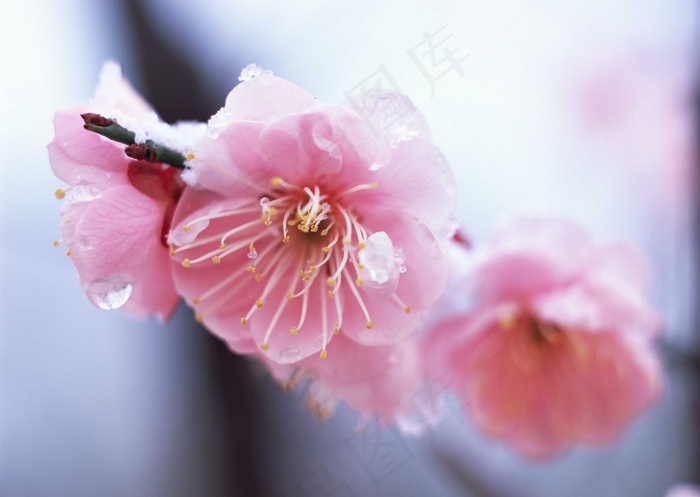 梅花图片