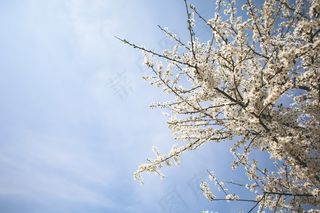 开花的苹果树图片