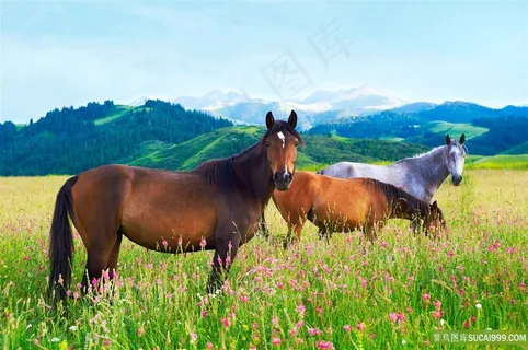 花丛中的野马骏马图片 花丛中的野马骏马图片