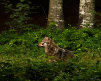眺望远方的野生动物狼图片
