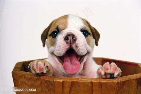 超萌咧嘴可爱小奶狗图片