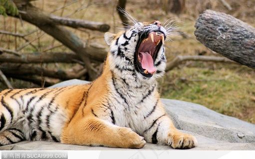 对天长吼的老虎 对天长吼的老虎