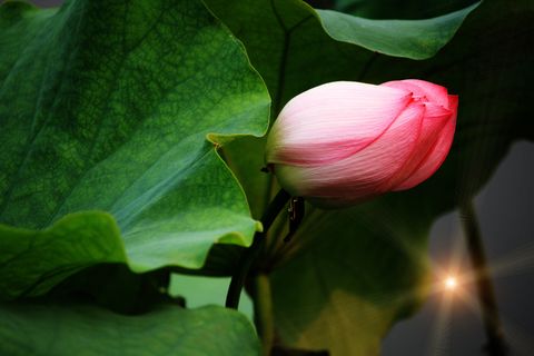 令箭荷花素材图片下载 令箭荷花素材图片下载