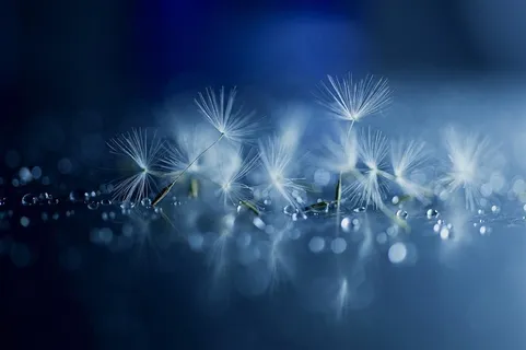 唯美蒲公英鲜花图片