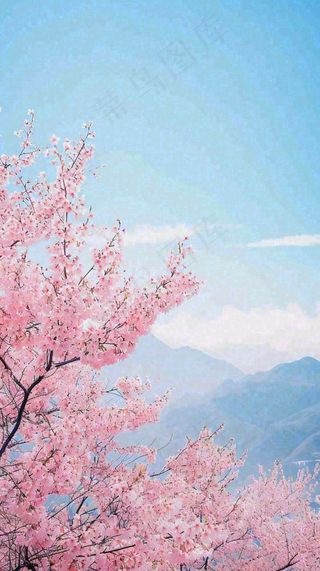 春天山河边蓝天粉色樱花花朵，惊蛰立春