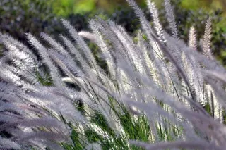 春天狗尾巴草图片