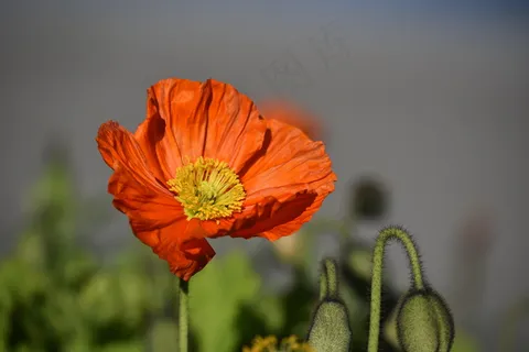 野罂粟花图片 野罂粟花图片