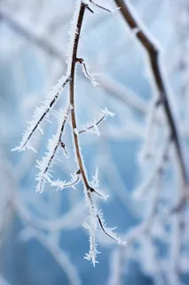 冬天树枝上的白霜雾凇摄影图