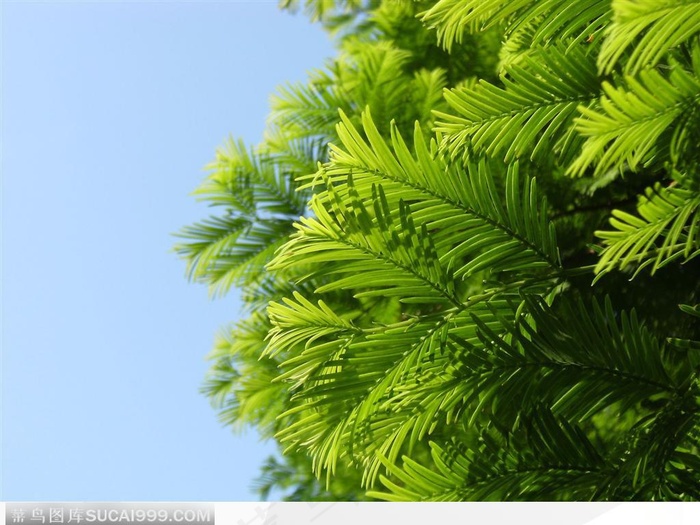 活化石 翠绿水杉