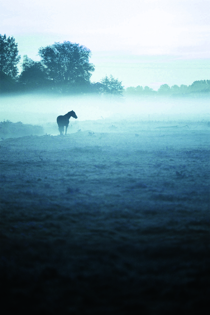 唯美摄影背景-奔马