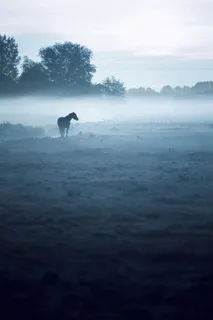 唯美摄影背景-奔马