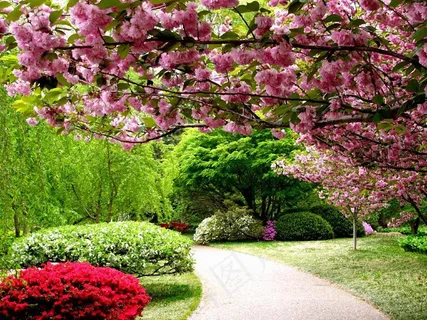 春天桃花图片下载