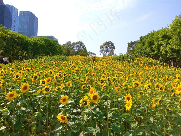 城市公园向日葵花