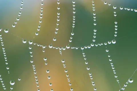 水珠串蜘蛛网图片