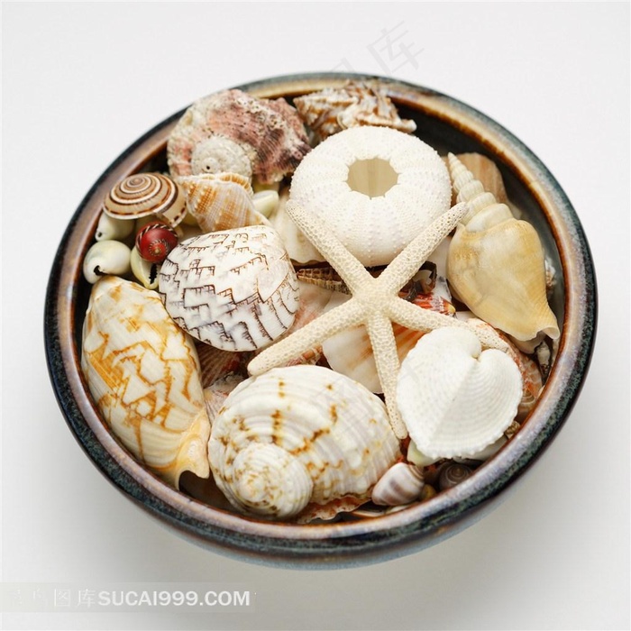 海生无脊椎动物海星贝壳摄影