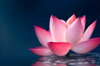 粉色唯美莲花大气背景