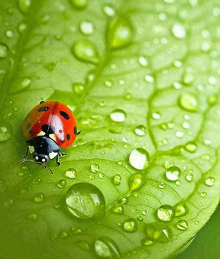 春天夏天七星瓢虫动物昆虫在绿叶上，谷雨立夏夏至小暑摄影图