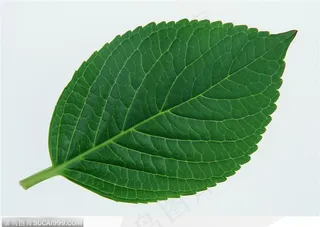 漂亮树叶-翠绿的薄荷叶