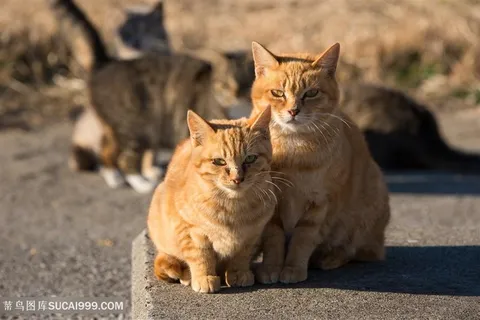 高清两只依偎在一起的黄色猫咪图片 高清两只依偎在一起的黄色猫咪图片