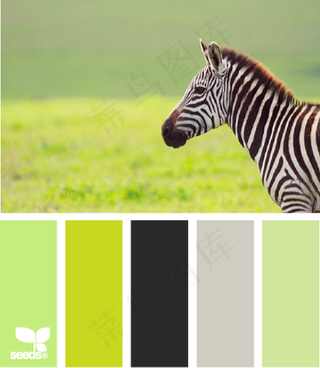 动物配色色卡色彩搭配