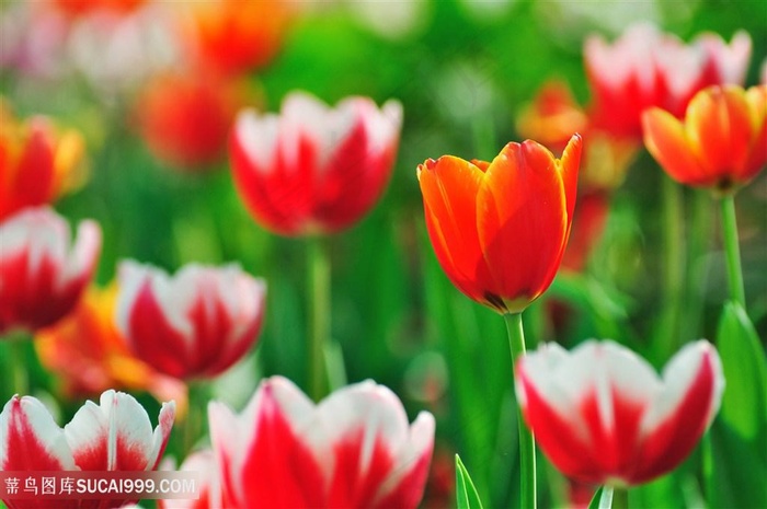 高清红色郁金香花海鲜花图片