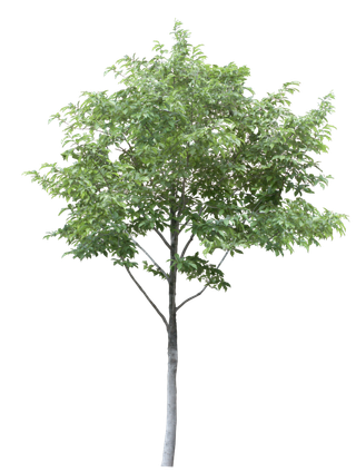 高清树木素材 免抠PSD植物素材 美术绘画园林贴图 树草灌木花草