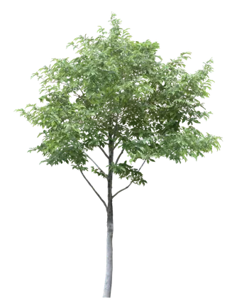 高清树木素材 免抠PSD植物素材 美术绘画园林贴图 树草灌木花草