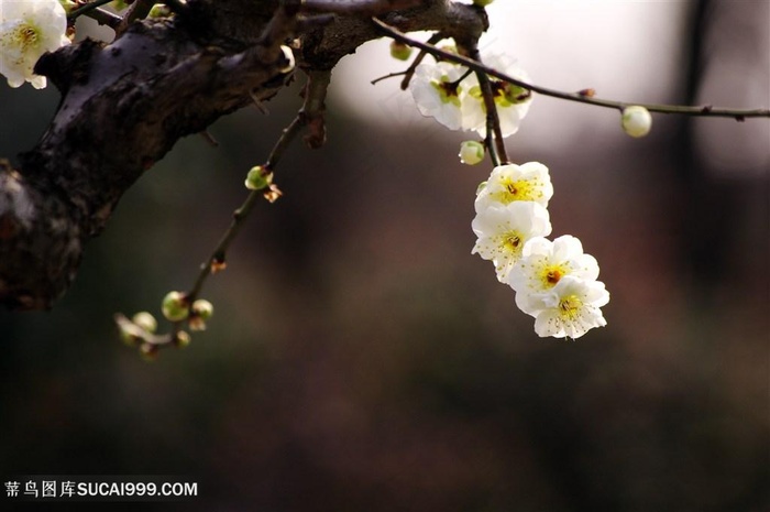 唯美洁白无瑕的梅花鲜花图片