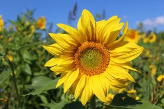 黄色向日葵开花图片