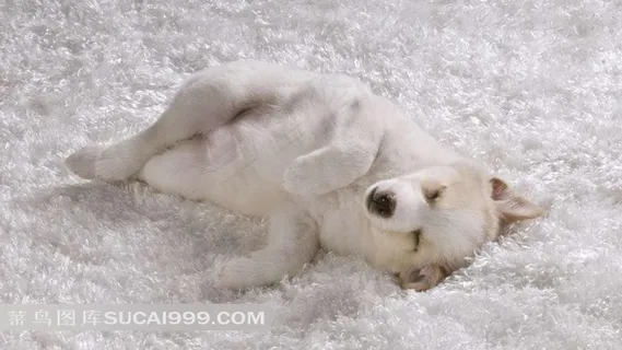 地毯上睡觉的狗 地毯上睡觉的狗