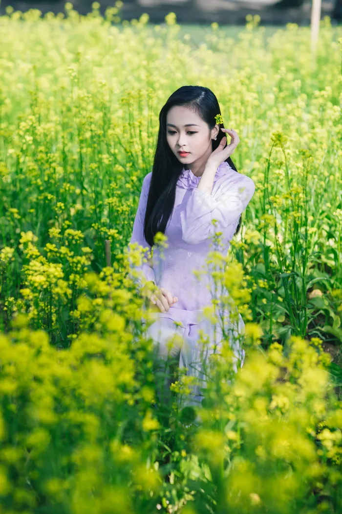 油菜花田清新写真