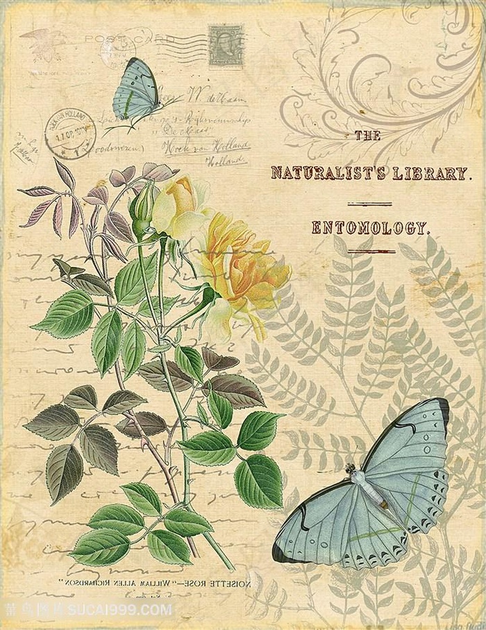 欧式花与蝴蝶装饰画