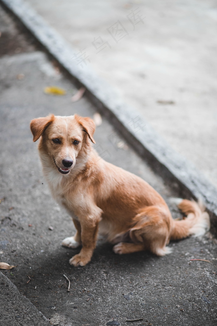 纯种中华田园犬图片