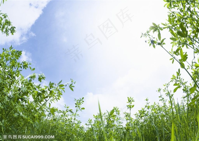 草地天空-蓝天下的漂亮小草