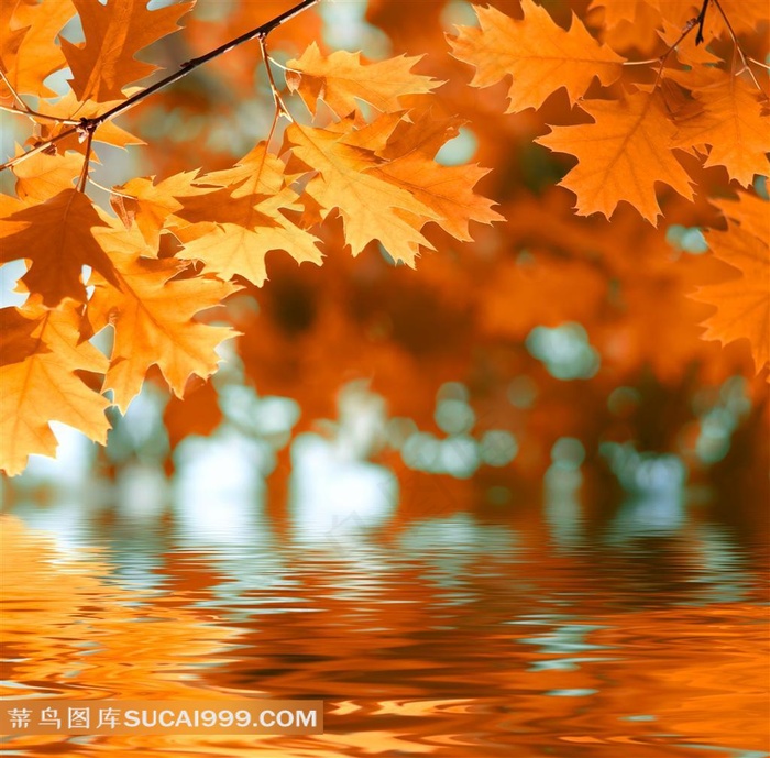 高清唯美枫叶图片