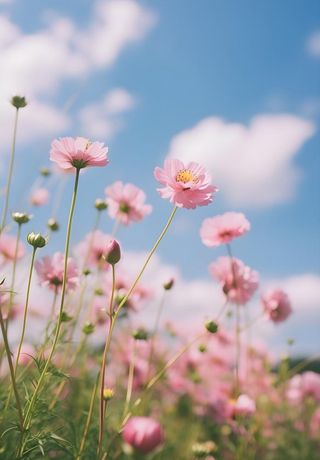 春夏蓝天白云花草绚丽摄影海报素材背景